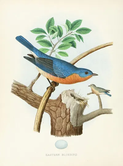 Eastern Bluebird by Edwin L. Sheppard, 1882 — digital art print download