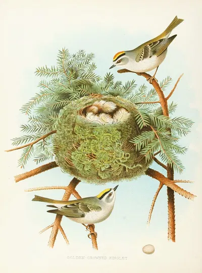 Golden-crowned Kinglet by Edwin L. Sheppard, 1882 — digital art print download