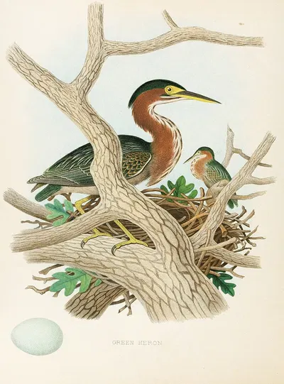 Green Heron by Edwin L. Sheppard, 1882 — digital art print download