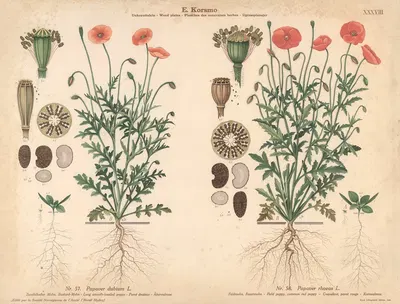 Long smooth-headed poppy, Field poppy, common red poppy by Knut Quelprud, 1913 — digital art print download