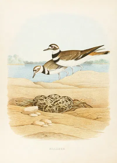 Killdeer by Edwin L. Sheppard, 1882 — digital art print download
