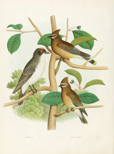 Kingbird, Cedar-birds by Edwin L. Sheppard, 1882 — digital art print download