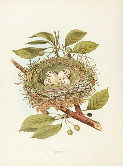 Kingbird by Edwin L. Sheppard, 1882 — digital art print download