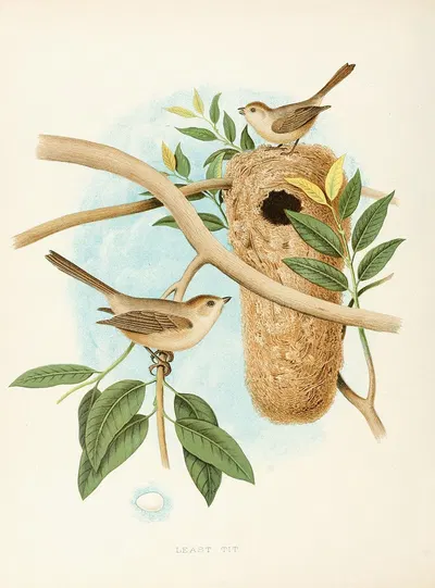 Least Tit by Edwin L. Sheppard, 1882 — digital art print download