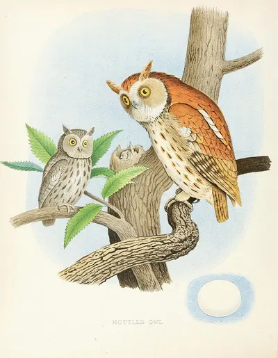 Mottled Owl by Edwin L. Sheppard, 1882 — digital art print download