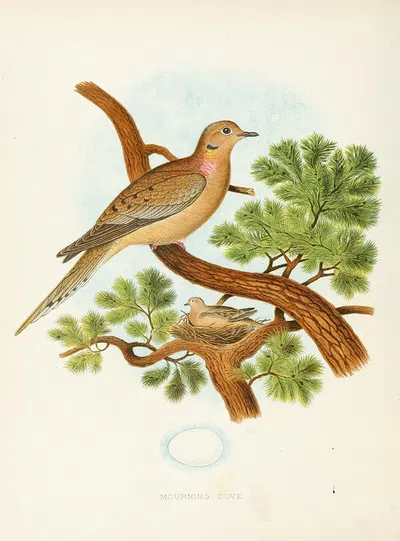Mourning Dove by Edwin L. Sheppard, 1882 — digital art print download