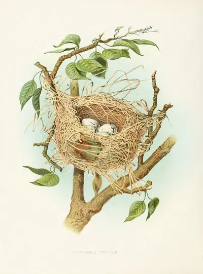 Orchard Oriole by Edwin L. Sheppard, 1882 — digital art print download
