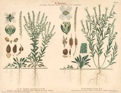 Field pepperwort, Madwort by Knut Quelprud, 1913 — digital art print download