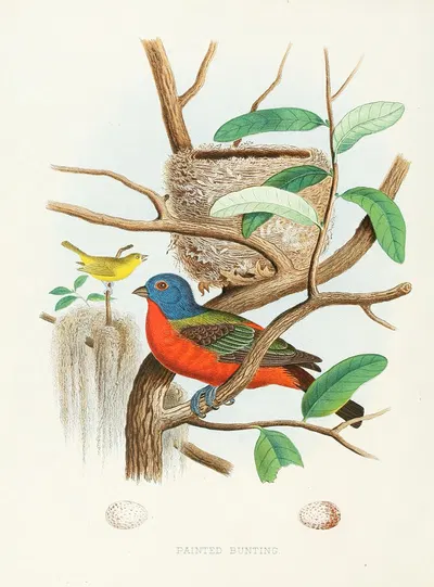 Painted Bunting by Edwin L. Sheppard, 1882 — digital art print download