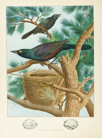 Purple Grackle by Edwin L. Sheppard, 1882 — digital art print download