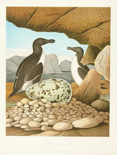 Razor-billed Auk by Edwin L. Sheppard, 1882 — digital art print download