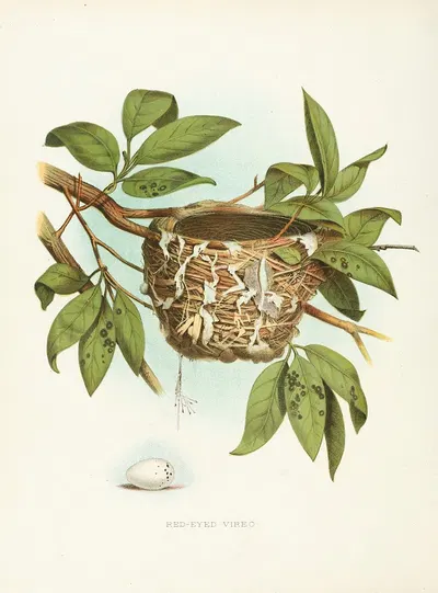 Red-eyed Vireo by Edwin L. Sheppard, 1882 — digital art print download