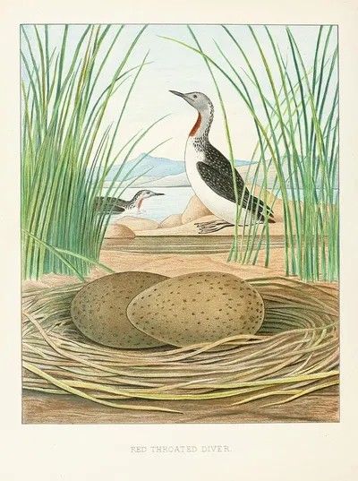 Red-throated Diver by Edwin L. Sheppard, 1882 — digital art print download