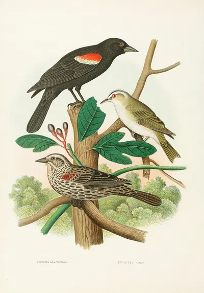Redwing Blackbird, Red-eyed Vireo by Edwin L. Sheppard, 1882 — digital art print download