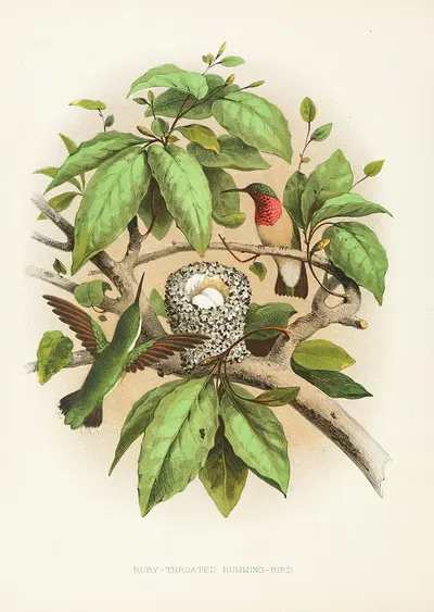 Ruby-throated Humming-bird by Edwin L. Sheppard, 1882 — digital art print download