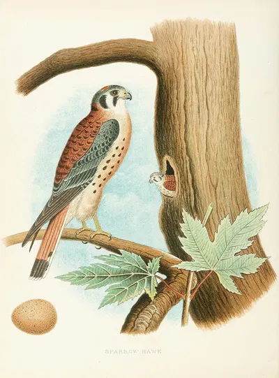Sparrow Hawk by Edwin L. Sheppard, 1882 — digital art print download