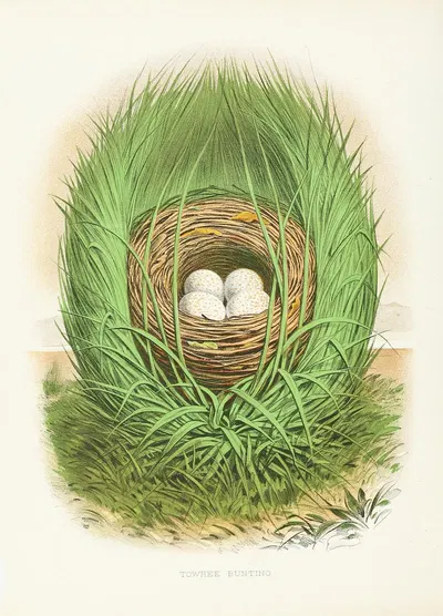 Towhee Bunting by Edwin L. Sheppard, 1882 — digital art print download