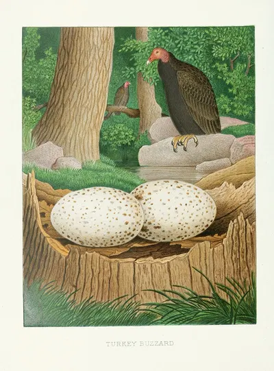 Turkey Buzzard by Edwin L. Sheppard, 1882 — digital art print download