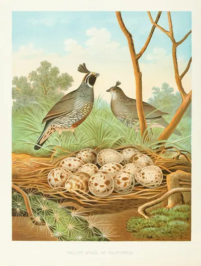Valley Quail of California by Edwin L. Sheppard, 1882 — digital art print download