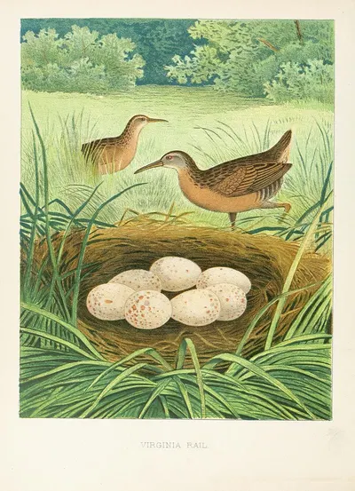 Virginia Rail by Edwin L. Sheppard, 1882 — digital art print download
