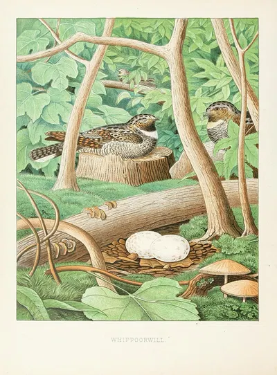 Whippoorwill by Edwin L. Sheppard, 1882 — digital art print download