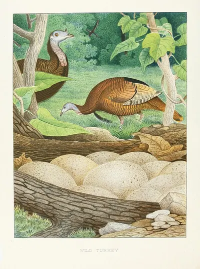 Wild Turkey by Edwin L. Sheppard, 1882 — digital art print download