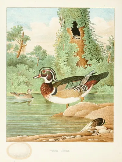 Wood Duck by Edwin L. Sheppard, 1882 — digital art print download