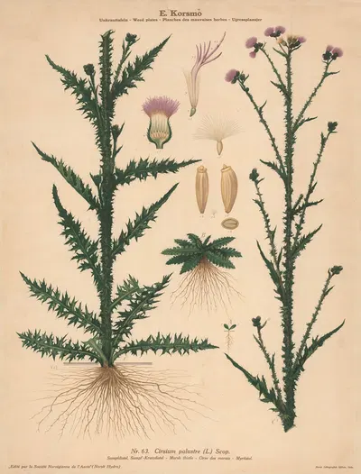 Marsh thistle by Knut Quelprud, 1913 — digital art print download