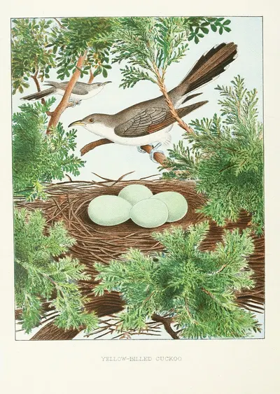 Yellow-billed Cuckoo by Edwin L. Sheppard, 1882 — digital art print download
