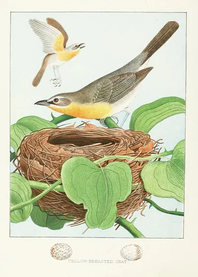 Yellow-breasted Chat by Edwin L. Sheppard, 1882 — digital art print download
