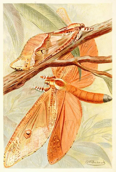 Giant Swift Moth by Frederick William Frohawk, 1893-1896 — digital art print download