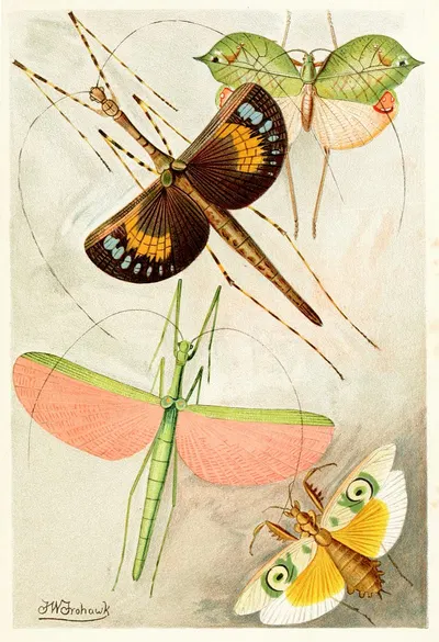 Orthoptera by Frederick William Frohawk, 1893-1896 — digital art print download