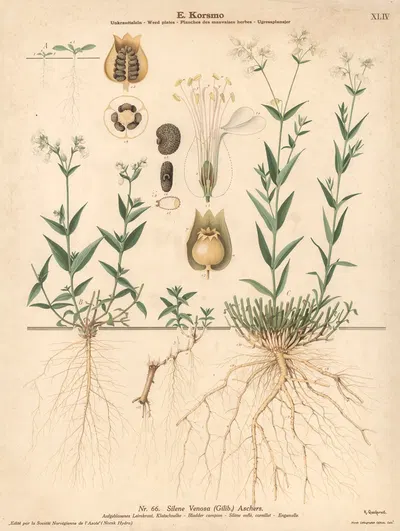 Bladder campion by Knut Quelprud, 1913 — digital art print download