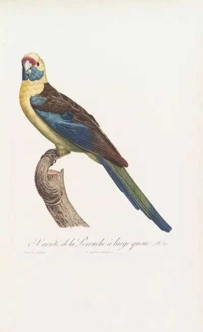 1ere Variété de la Perruche à large queue by Jacques Barraband, 1801-1838 — digital art print download