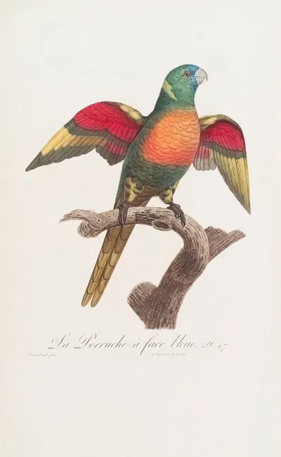 La Perruche à face bleue by Jacques Barraband, 1801-1838 — digital art print download