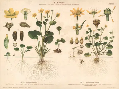 Marsh marigold, Lesser celandine, figwort by Knut Quelprud, 1913 — digital art print download