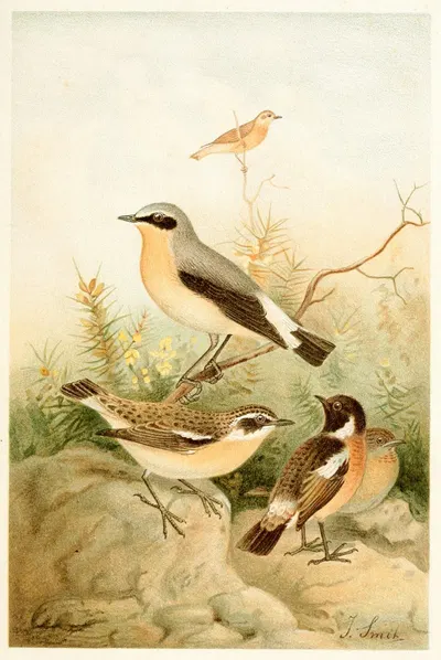 Wheatear, Stonechat and Whinchat by Joseph Smit, 1893-1896 — digital art print download