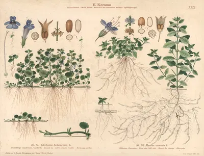 Ground ivy, Corn mint, field mint by Knut Quelprud, 1913 — digital art print download