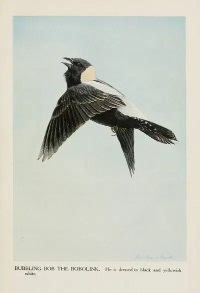 Bubbling Bob the Bobolink by Луис Агаcсиз Фуэртес, 1919 — digital art print download