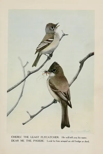 Chebec the Least Flycatcher, Dear Me the Phoebe by Louis Agassiz Fuertes, 1919 — digital art print download