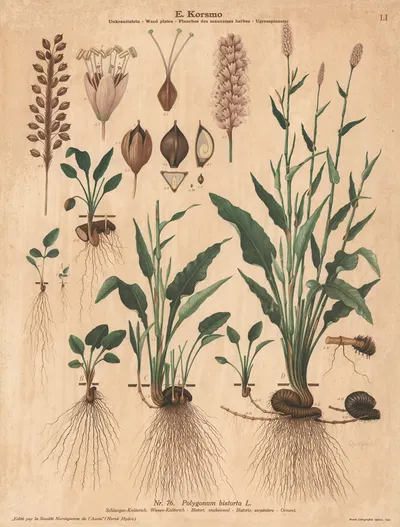 Bistort, snakeweed by Knut Quelprud, 1913 — digital art print download