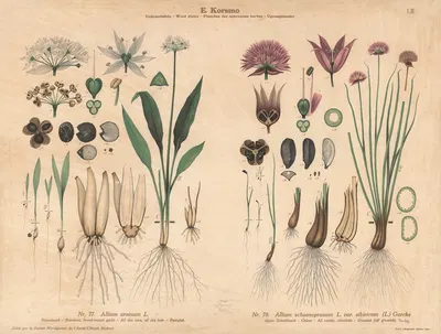 Ramsons, broad-leaved garlic, Chives by Knut Quelprud, 1913 — digital art print download