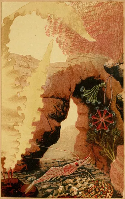 The Aesop Prawn by Philip Henry Gosse, 1856 — digital art print download