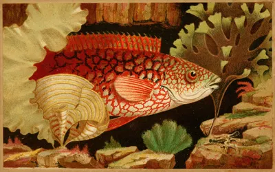 The Ancient Wrasse by Philip Henry Gosse, 1856 — digital art print download