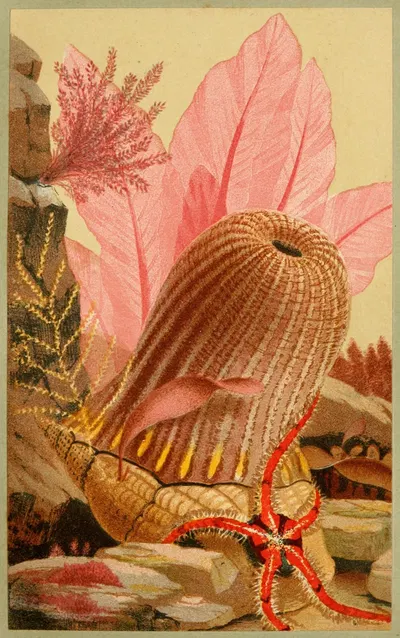 The Parasitic Anemone by Philip Henry Gosse, 1856 — digital art print download