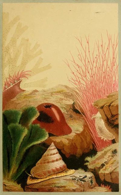 The Smooth Anemone by Philip Henry Gosse, 1856 — digital art print download