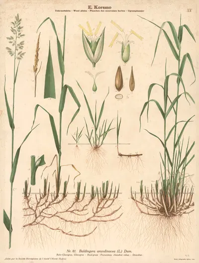 Reed grass by Knut Quelprud, 1913 — digital art print download