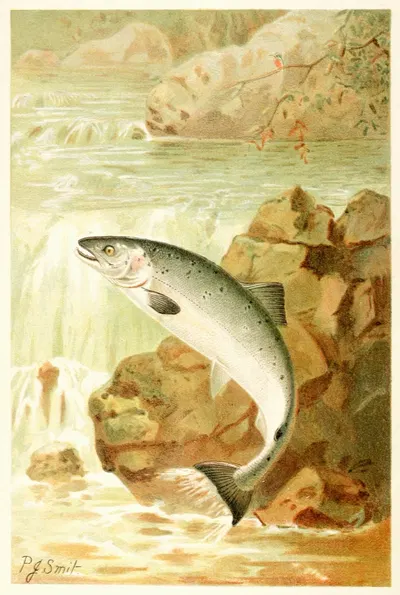 A Salmon Leap by Pierre Jacques Smit, 1893-1896 — digital art print download