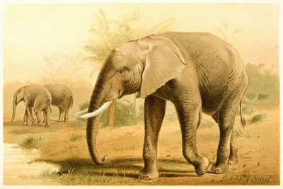 African Elephant by Pierre Jacques Smit, 1893-1896 — digital art print download