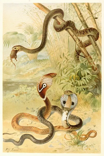 Bat-snake and cobras by Pierre Jacques Smit, 1893-1896 — digital art print download